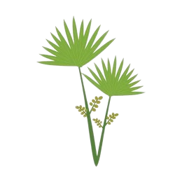 <p><strong>SAW PALMETTO</strong></p>
